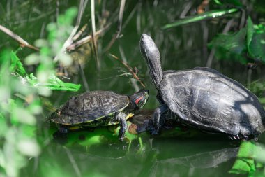 Two turtles in water mating. Wildlife animals concept. clipart
