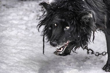 Scarry black dog on snowy yard