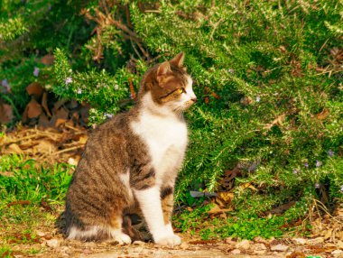 Şirin tekir kedi yazın gündüz vakti bahçede güneşin altında ısınıyor.