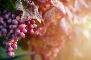 Üzüm bağında olgunlaşan koyu üzümlerin yakın görüntüsü