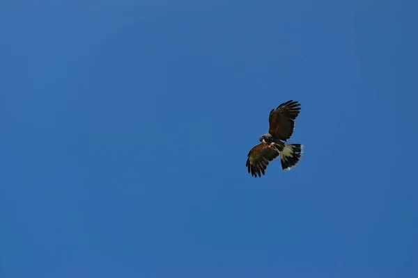Harris Hawk letí proti jasně modré obloze. Pohled zdola. Koncept výcviku pozorovatele ptáků. — Stock fotografie