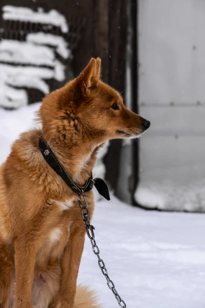 Cute Red Dog Chain Guarding Yard — Stock Photo, Image