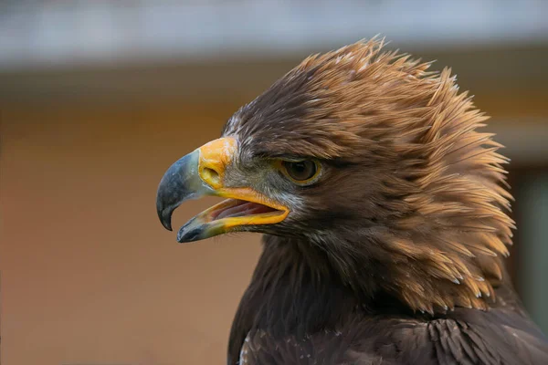 Vue Rapprochée Portrait Faucon Oiseau Dangereux — Photo