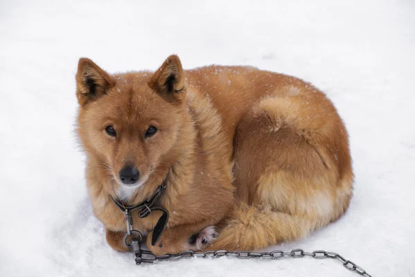 Cute red dog with chain on neck resting in white winter snow outdoor