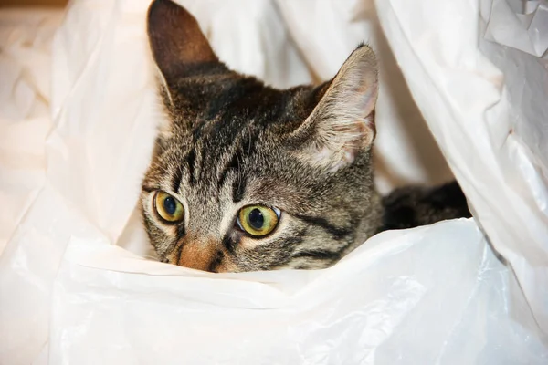 Gato Brincalhão Sentado Saco Plástico Escondendo Jogando Fechar Tiro — Fotografia de Stock