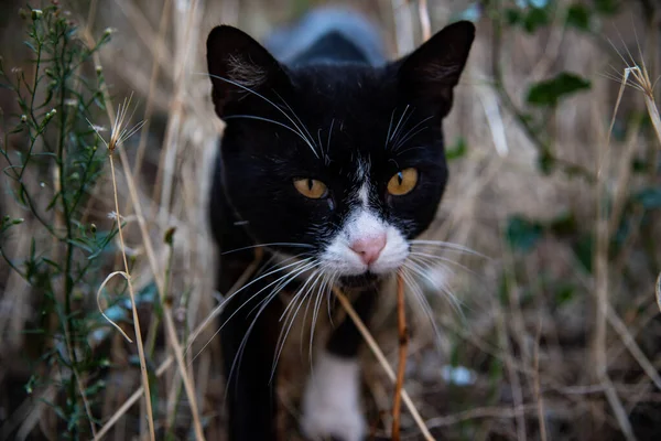かわいい黒と白の猫が草の中を歩く — ストック写真