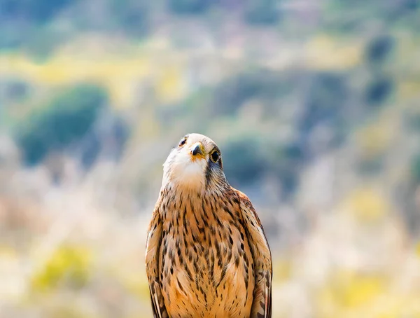 Närbild Porträtt Falk Fågel — Stockfoto