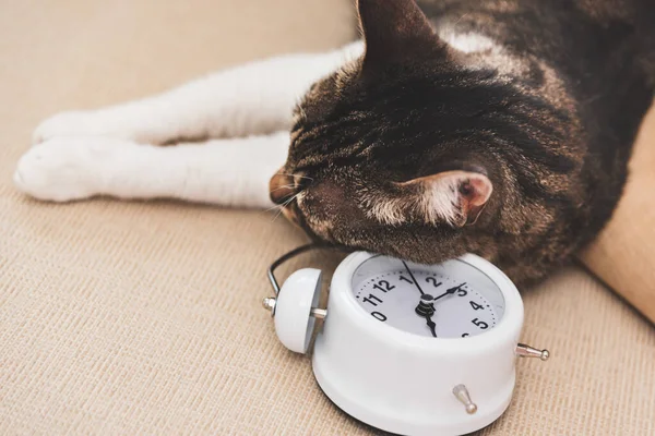 Close Cat Slipping White Classic Alarm Clock Couch — Stock Photo, Image