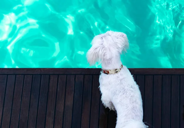 Cão Maltês Branco Olhando Para Água Mar Verde Esmeralda Iate — Fotografia de Stock