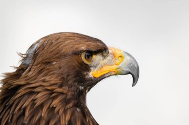 Fotokopi alanı ile bulanık arkaplan üzerindeki şahin portresini kapat