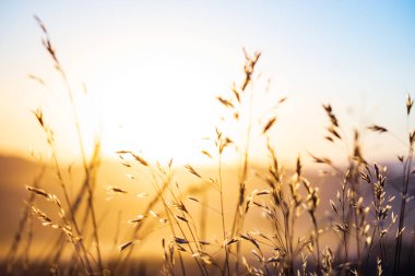 Parlak, güneşli arka planda bitkilerin kapatılması
