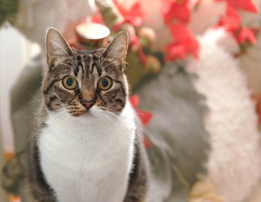 Cute cat posing at home