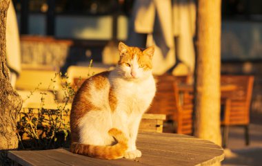 Güneşin tadını çıkaran sevimli kedi bankta oturuyor.