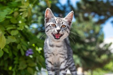 Yeşil çalılıklarda saklanan şirin kedi miyavlaması.