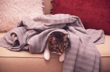 Evdeki kanepede battaniyenin altında dinlenen tatlı, uykucu kedi.