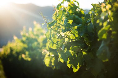 Taze üzümlü üzüm bağları