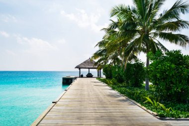 Tropikal adada Gri palmiyeler