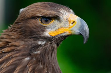 Yeşil arkaplanda şahin portresinin yakın görüntüsü