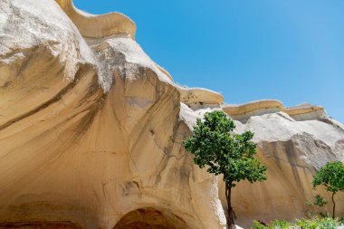 Türkiye 'nin Kapadokya kentindeki kaya ve ağaçların manzarası.