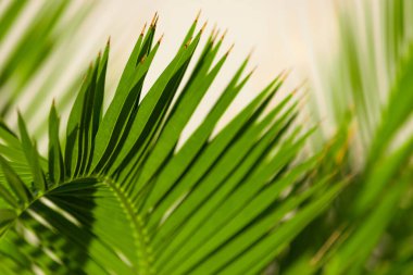 Yeşil palmiye yaprağını kapat. Tropikal arkaplan dokusu.