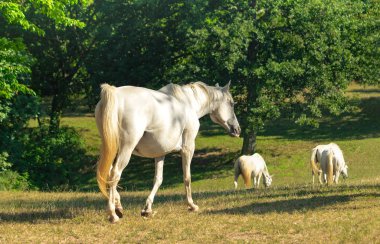 White horses grazing in green park
