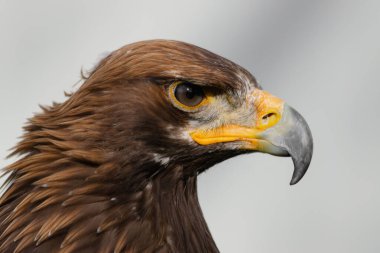 Altın Kartal beyaz arka planda yakın plan portresi. Vahşi yaşam konseptinde yırtıcı kuş.