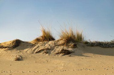 Kuru bitkilerle dolu kumsal 