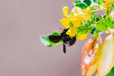 Çiçeklerden nektar yiyen kolibri kuşunun yakın görüntüsü