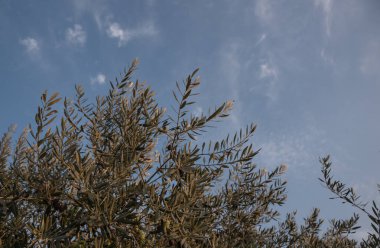 Yaz bahçesinde zeytin ağaçları olan manzara