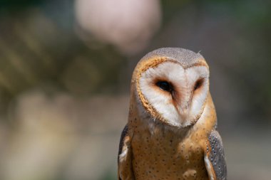 Ahır baykuşunun portresi gün boyunca odaklanmamış. Uzayı kopyala Vahşi yırtıcı kuşlar konsepti.