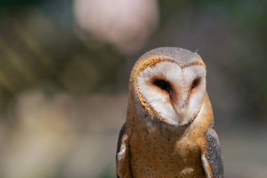 Close up portrait of barn owl with unfocused background during day. Copy space. Wild predator birds concept. clipart