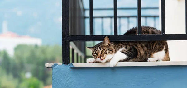 Симпатична Кішка Відпочиває Балконі Міським Тлом — стокове фото
