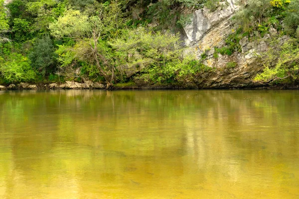 Rio Floresta Densa — Fotografia de Stock