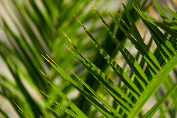 Closeup Green Palm Tree Leaf Background Texture — Stock Photo, Image