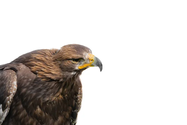 Schließen Des Falkenporträts Auf Unscharfem Hintergrund Mit Kopierraum — Stockfoto