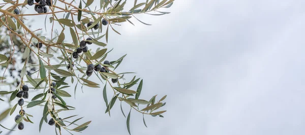 Olive Tree Ripening Fruits — Stock Photo, Image