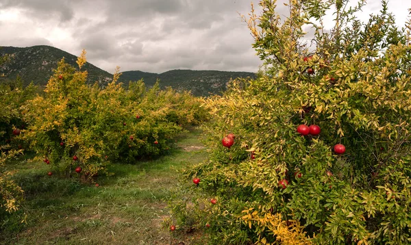 Jardín Granadas Turquía Frutas Sanas Maduras — Foto de Stock