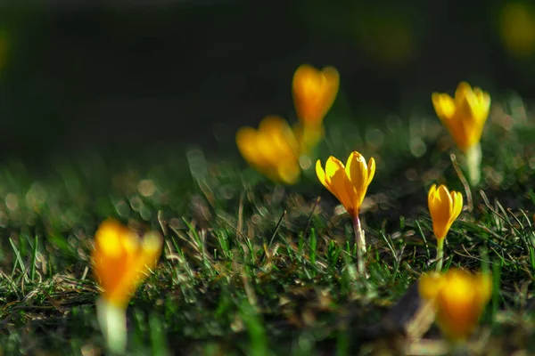 Yeşil çimenlikteki sarı çiçekleri kapat