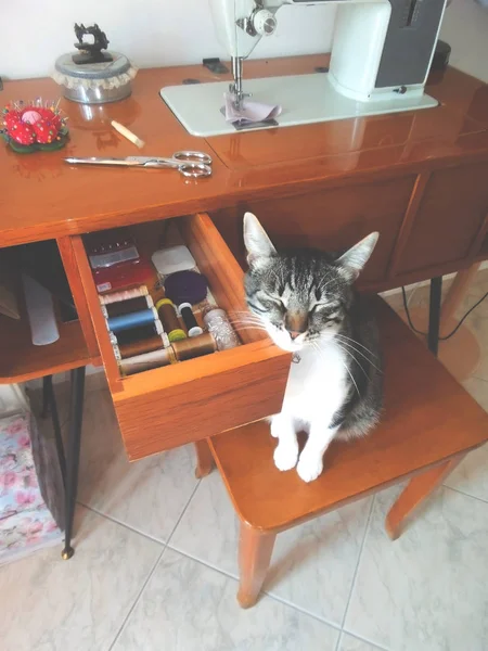 Shot Cat Laying Head Vintage Sewing Machine Table Open Drawer — 스톡 사진