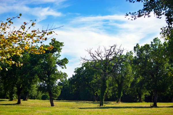 Summer Green Garden Wide Trees — Stock Photo, Image