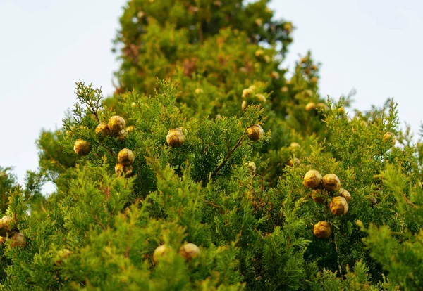 Close Cypress Tree View Bottom Background Textures Concept — Stock Photo, Image