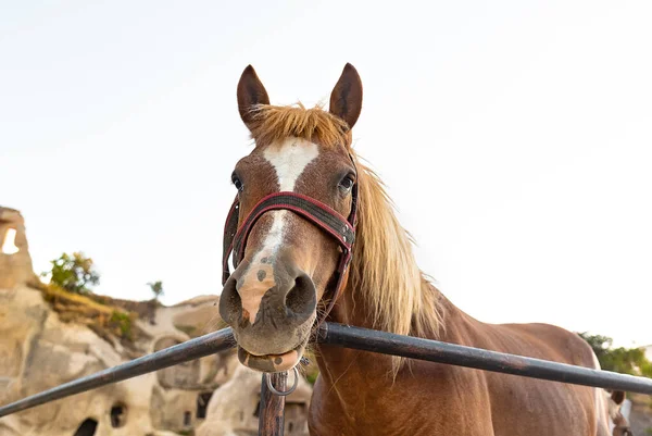 Retrato Caballo Curación Capadocia Turquía — Foto de Stock