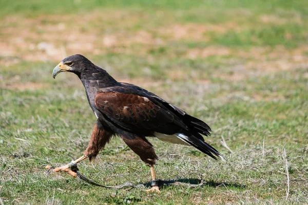 Harris haw περπάτημα στο γρασίδι. Εκπαιδευμένος παρατηρητής πουλιών. Αρπακτικά πτηνά. — Φωτογραφία Αρχείου