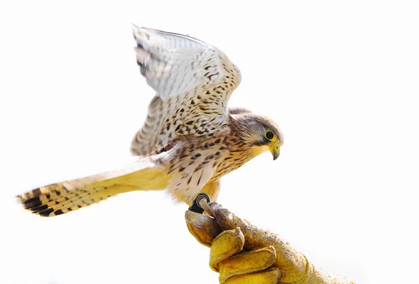 Närbild Person Som Håller Falk Fågel — Stockfoto