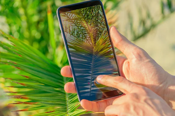 Man hands hold smartphone close to palm tree leafs taking a picture. Focus on smartphone screen, blurred background. Instagram photographer concept — Stock Photo, Image