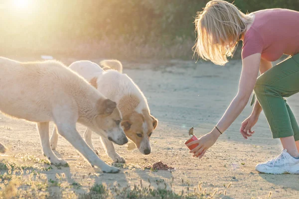 Terk edilmiş köpekleri köpek mamasıyla besleyen genç bir kadın. Hayvan hayır kurumu gönüllü konsepti. 