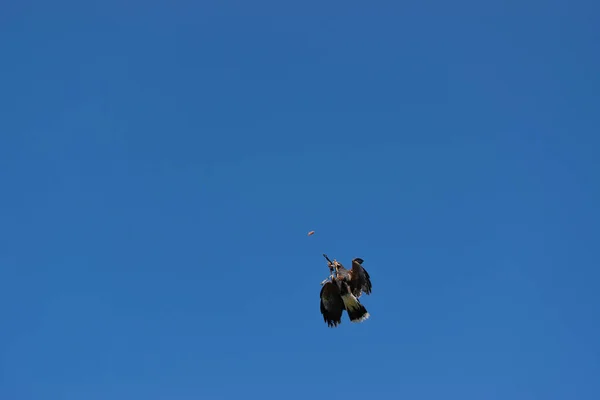 Harris Hawk chytá ve vzduchu lahůdku. Jasná modrá obloha na pozadí. Koncept výcviku ptáků. — Stock fotografie
