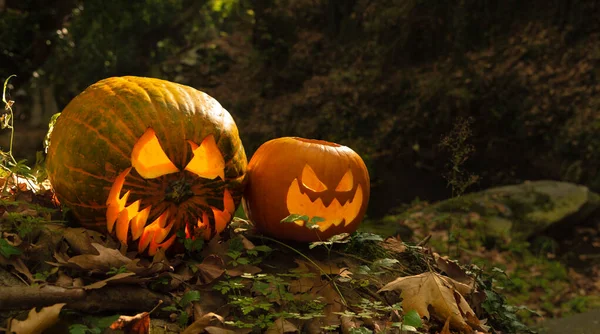 Rzeźbione Dynie Lesie Koncepcja Halloween — Zdjęcie stockowe