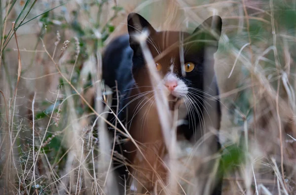 Søt Svart Hvit Katt Som Går Gress – stockfoto