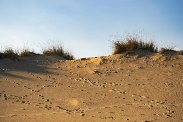 Sandstrand Mit Trockenen Pflanzen — Stockfoto